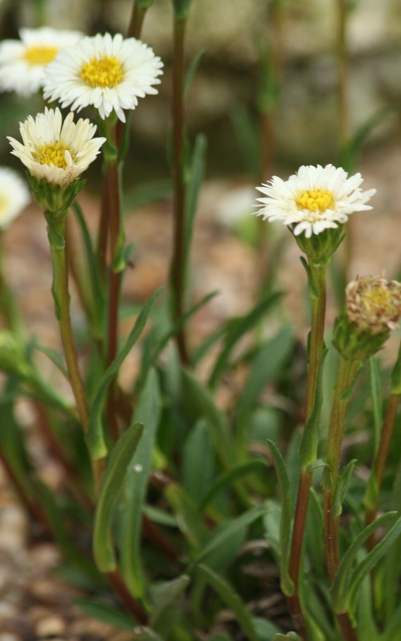 Symphyotrichum vahlii flower