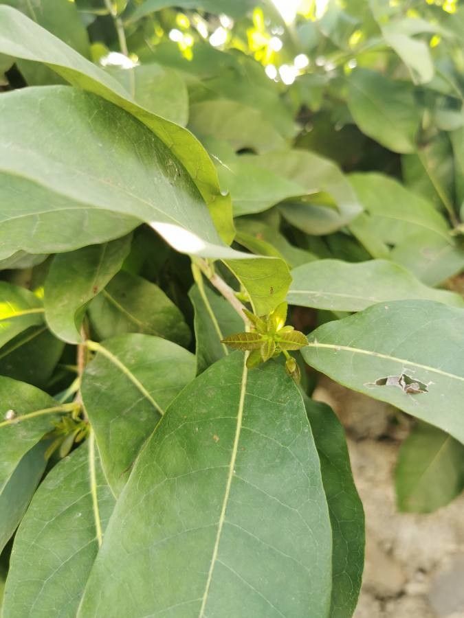 Ehretia tinifolia — search result for 'Ehretia'