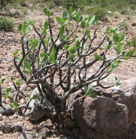 Othonna furcata habit