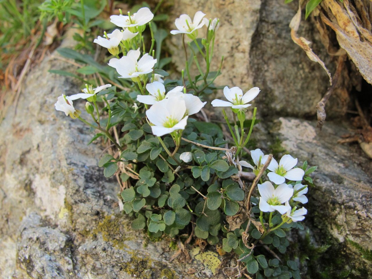 Cardamine plumieri habit