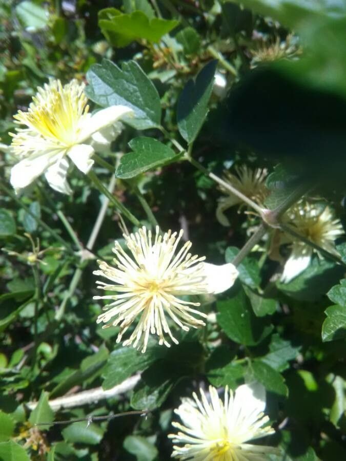 Clematis pauciflora flower