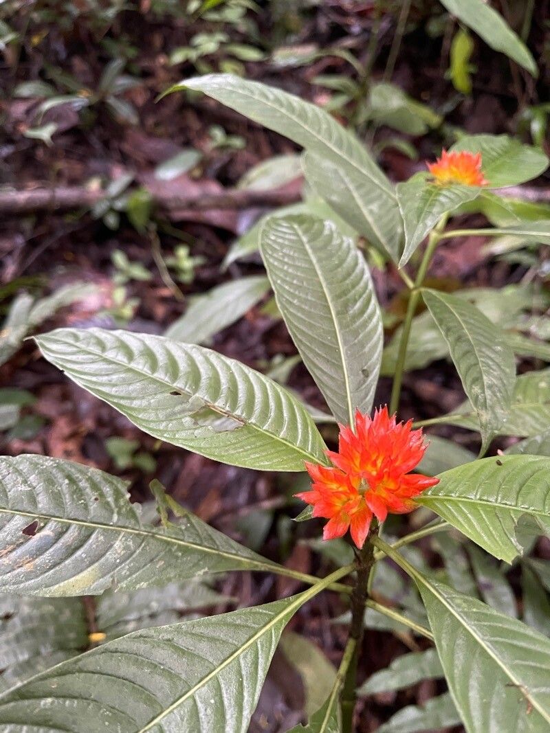 Palicourea aurantiibractea — houseplant care guide