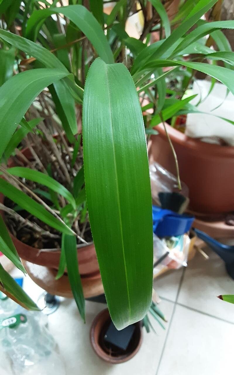 Dianella bambusifolia