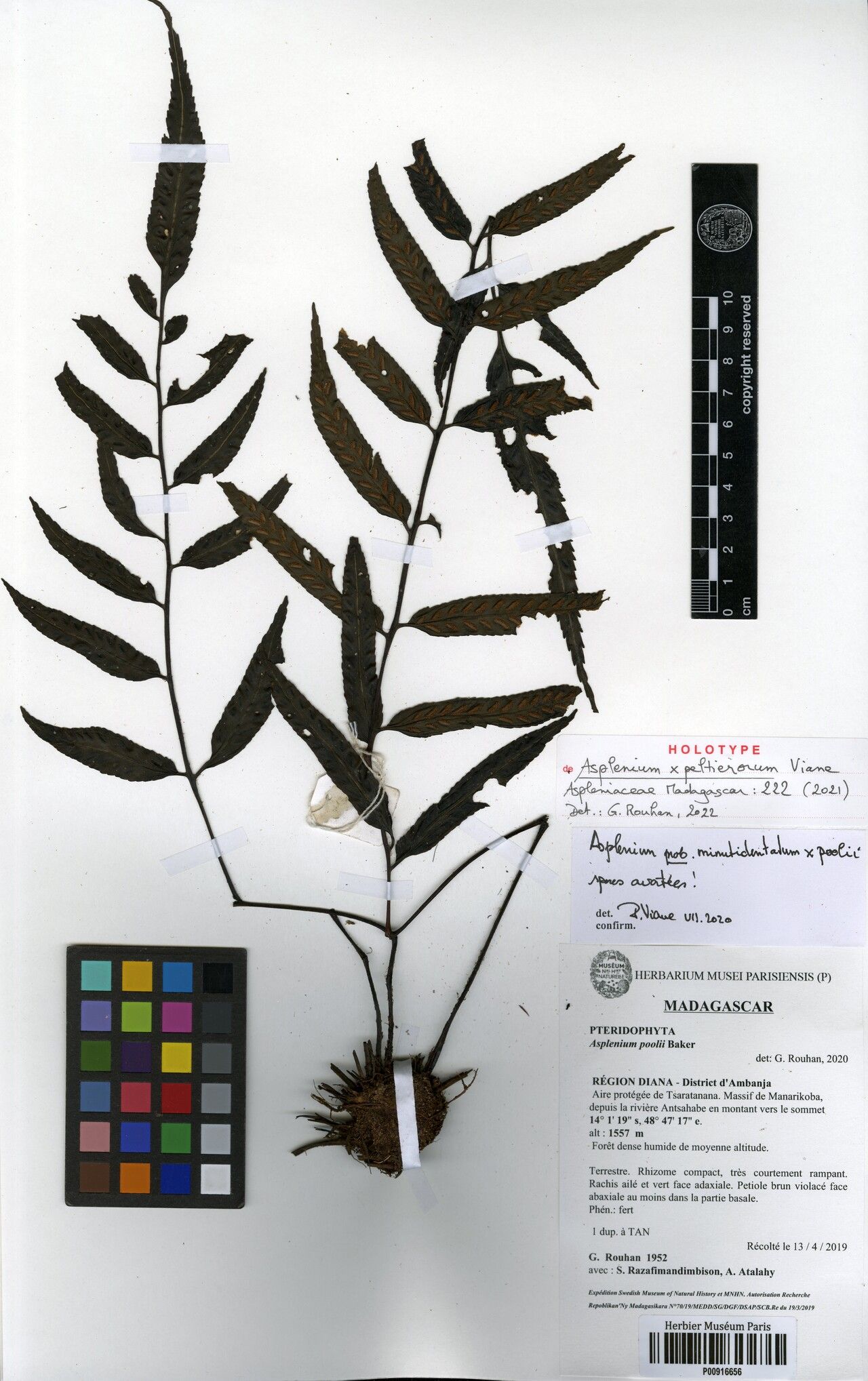 Asplenium × peltierorum — houseplant care guide