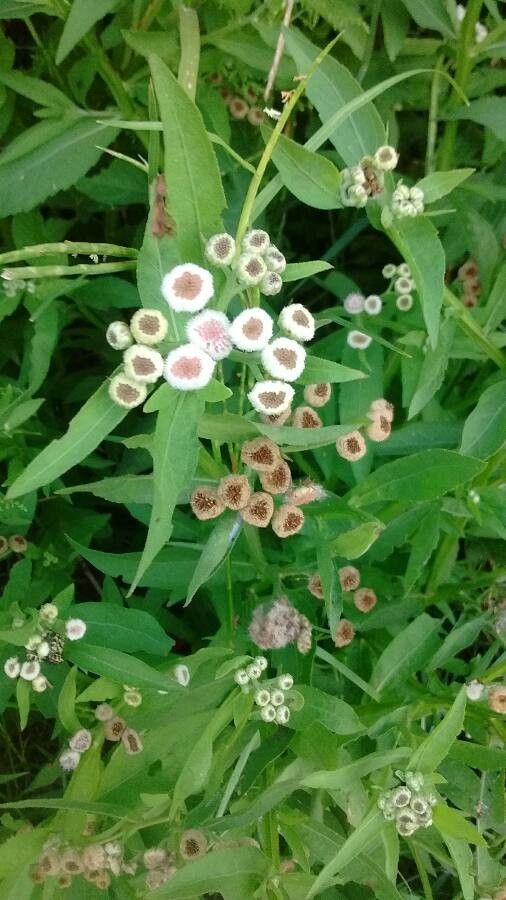 Pluchea sagittalis flower