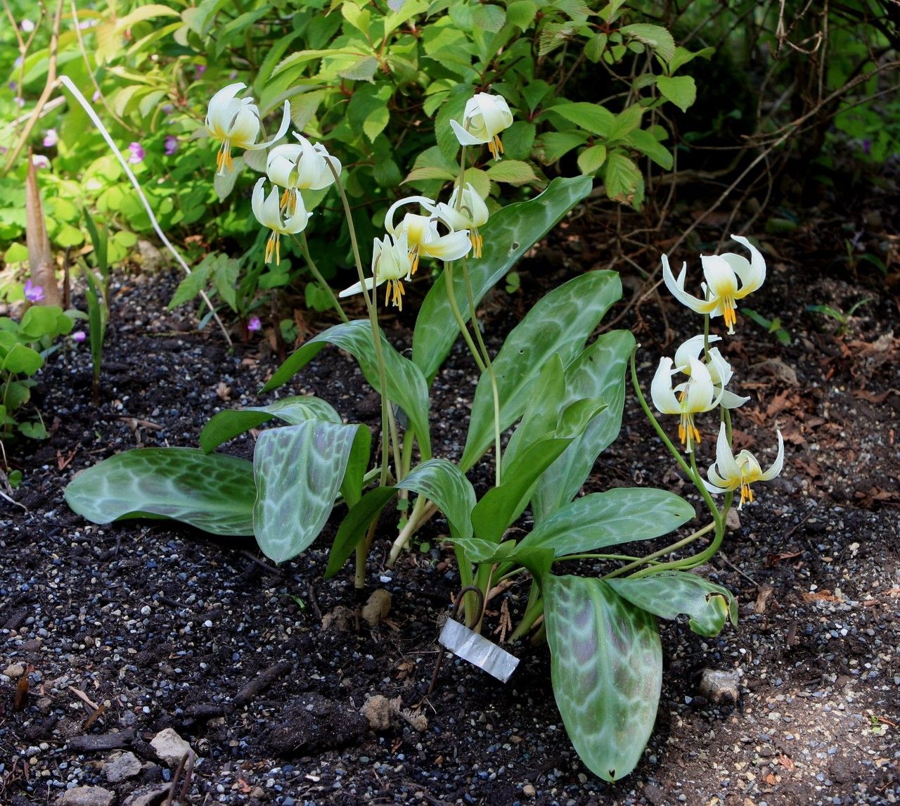 Erythronium oregonum habit