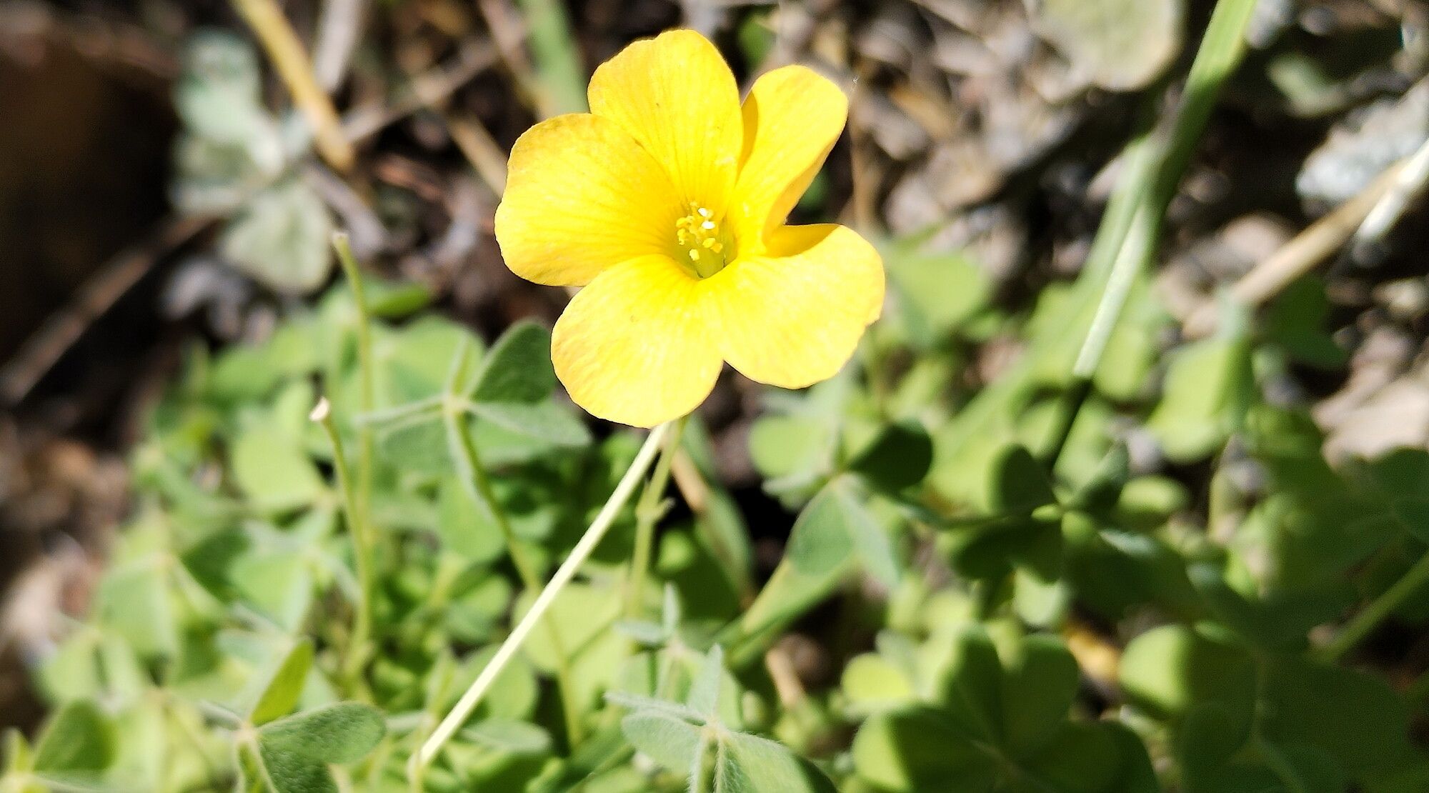Oxalis californica — search result for 'Oxalis'
