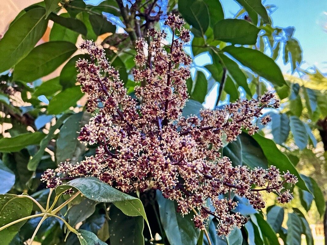 Heptapleurum venulosum flower