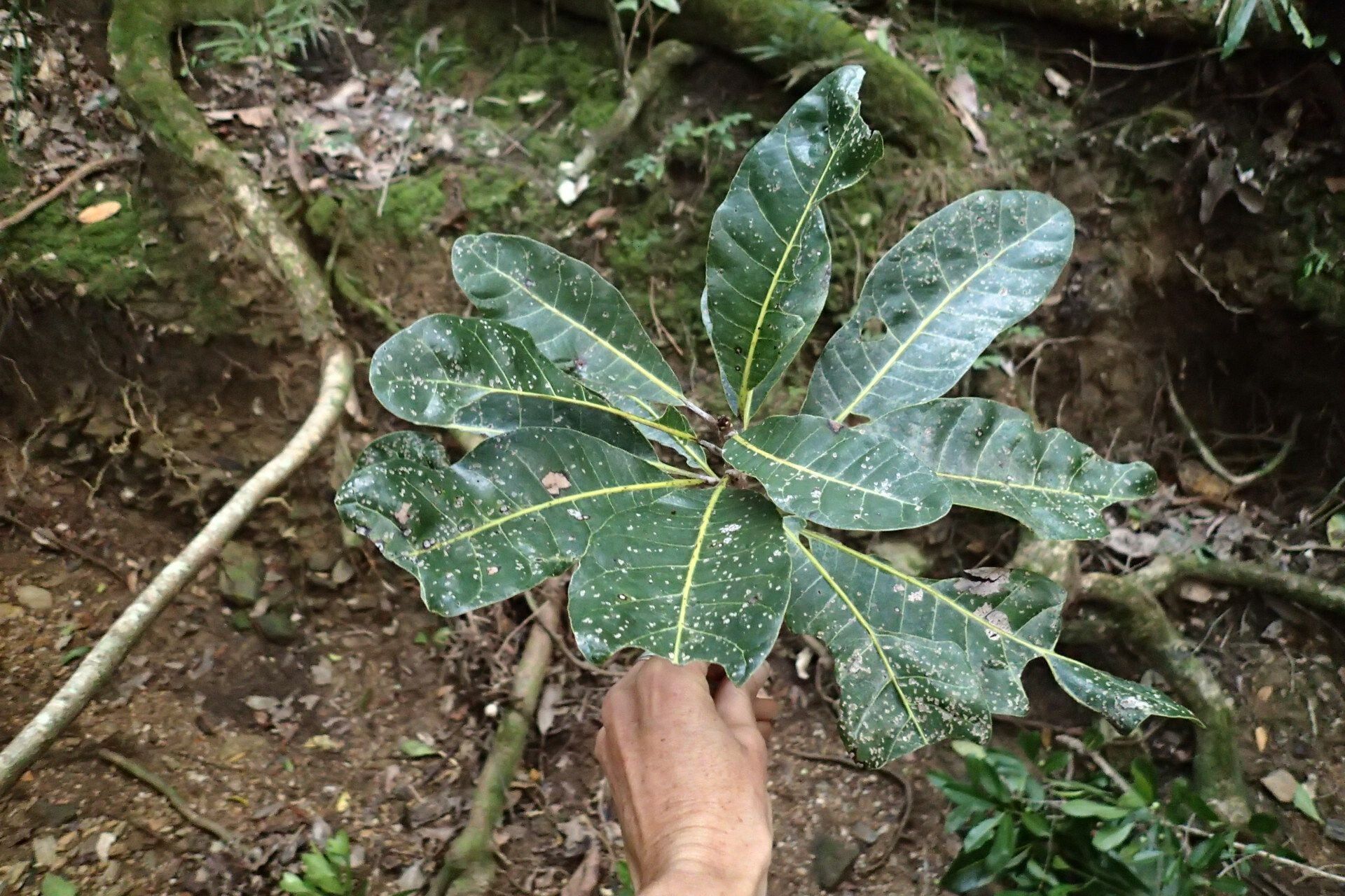 Semecarpus ater — related species from the same genus