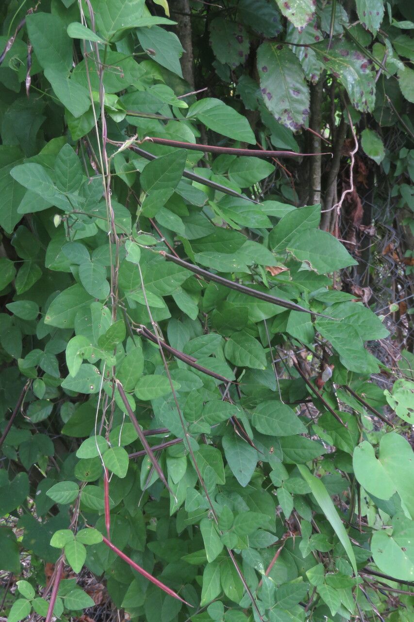 Centrosema virginianum fruit
