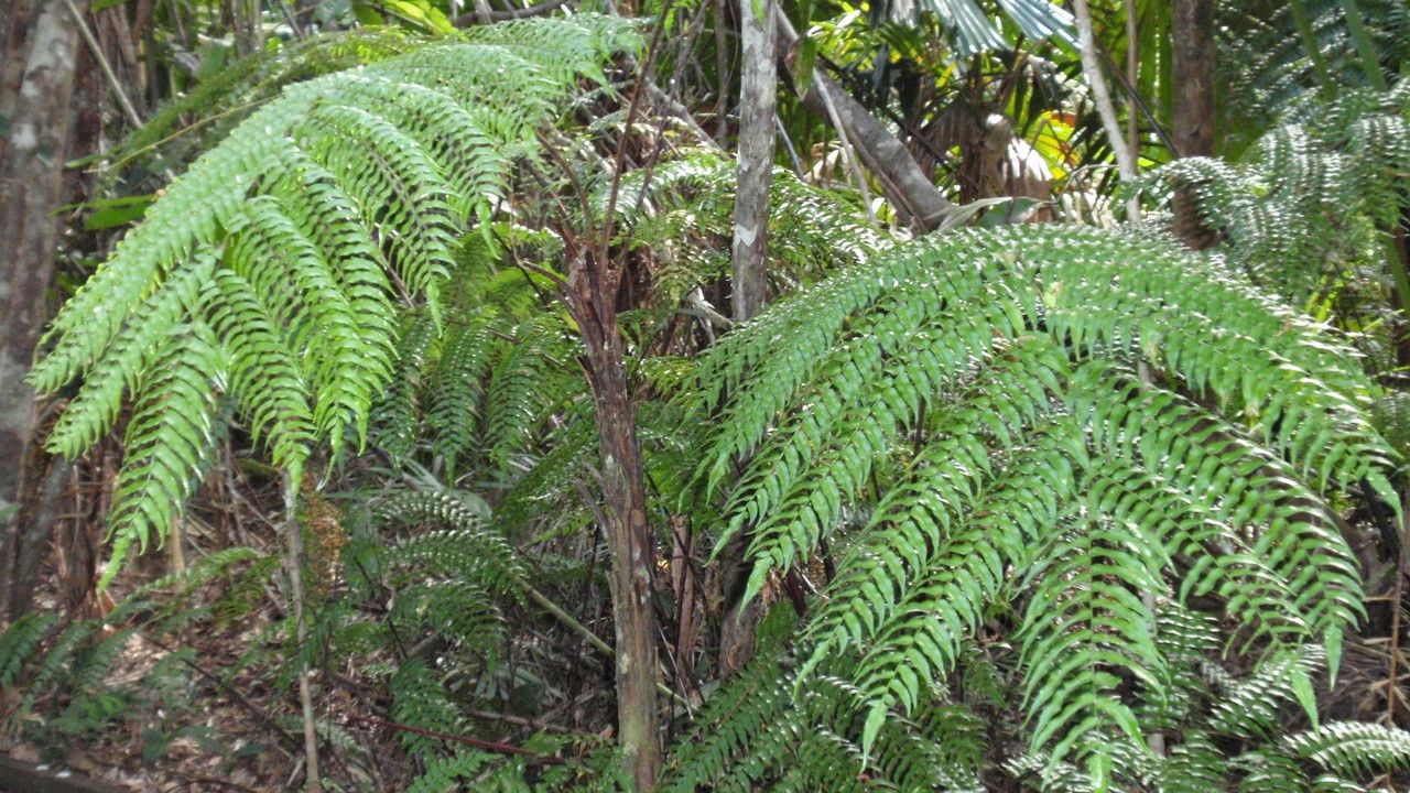Cyathea rebeccae — houseplant care guide