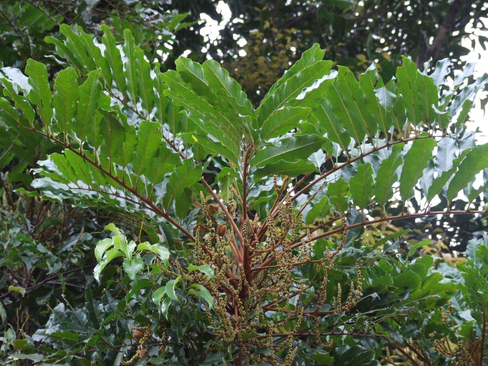 Cupaniopsis azantha habit