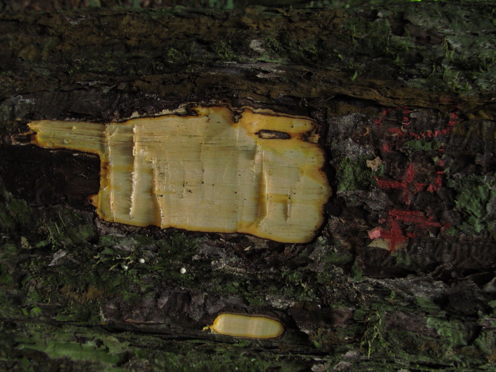 Diospyros dendo bark