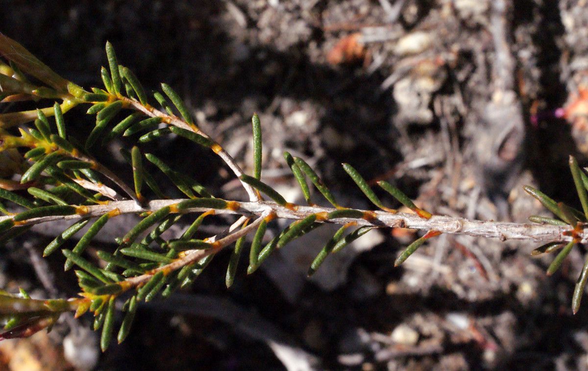 Calytrix glutinosa — related species from the same genus