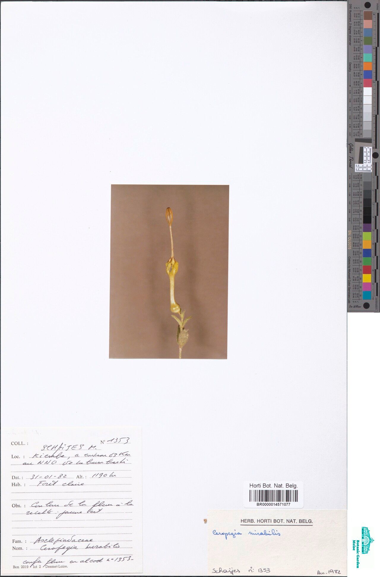 Ceropegia mirabilis — search result for 'Mirabilis'