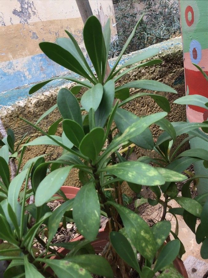 Cheirolophus crassifolius habit