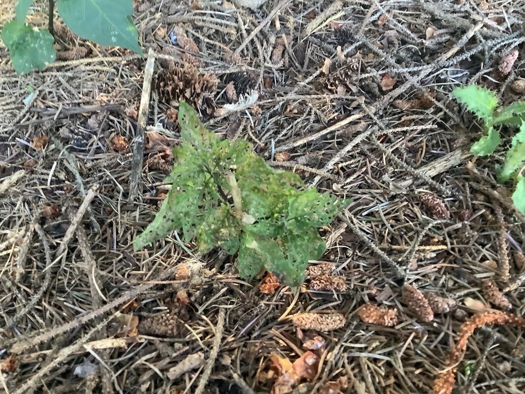 Urtica gracilenta — search result for 'Urtica'