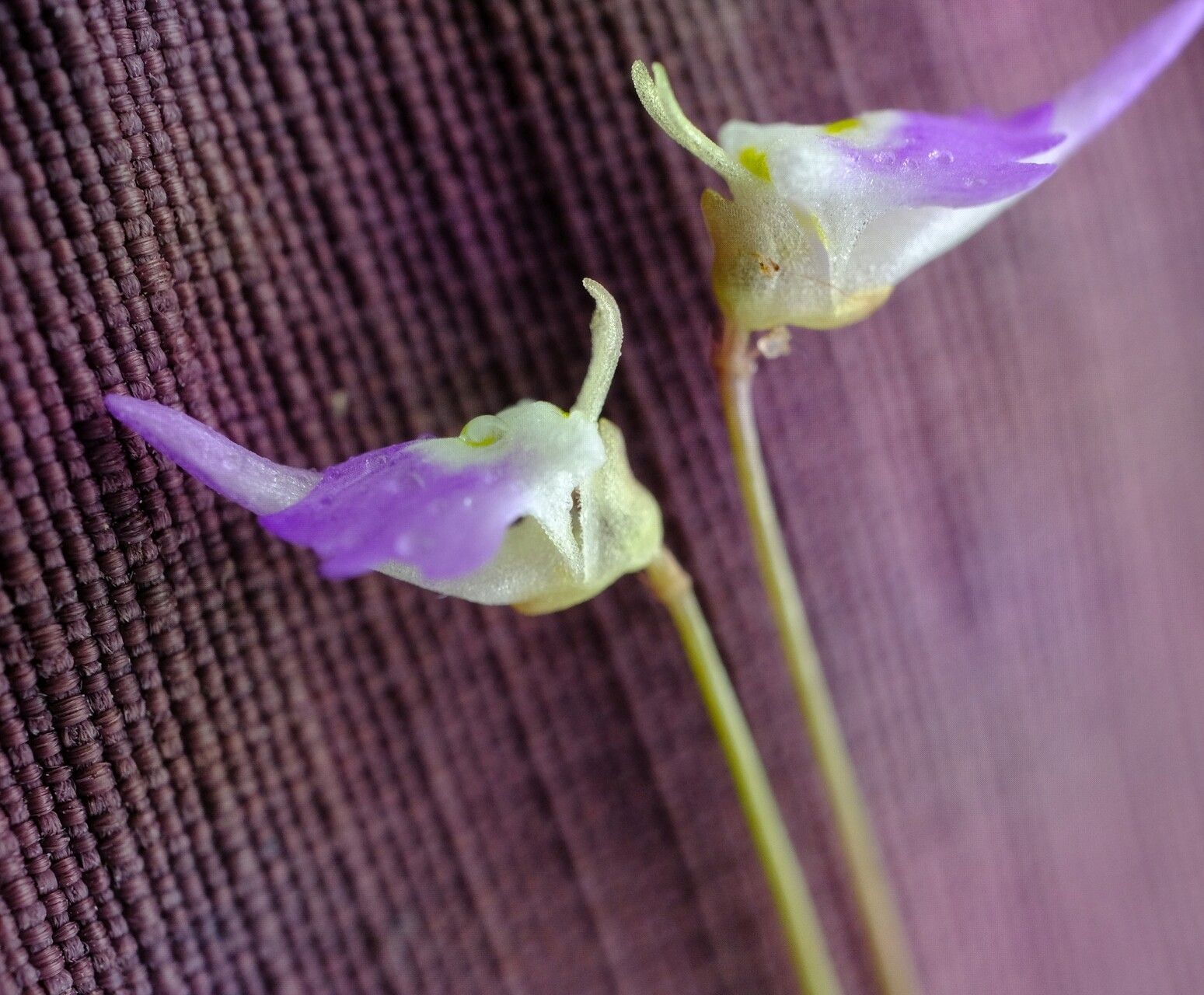 Utricularia pentadactyla — houseplant care guide