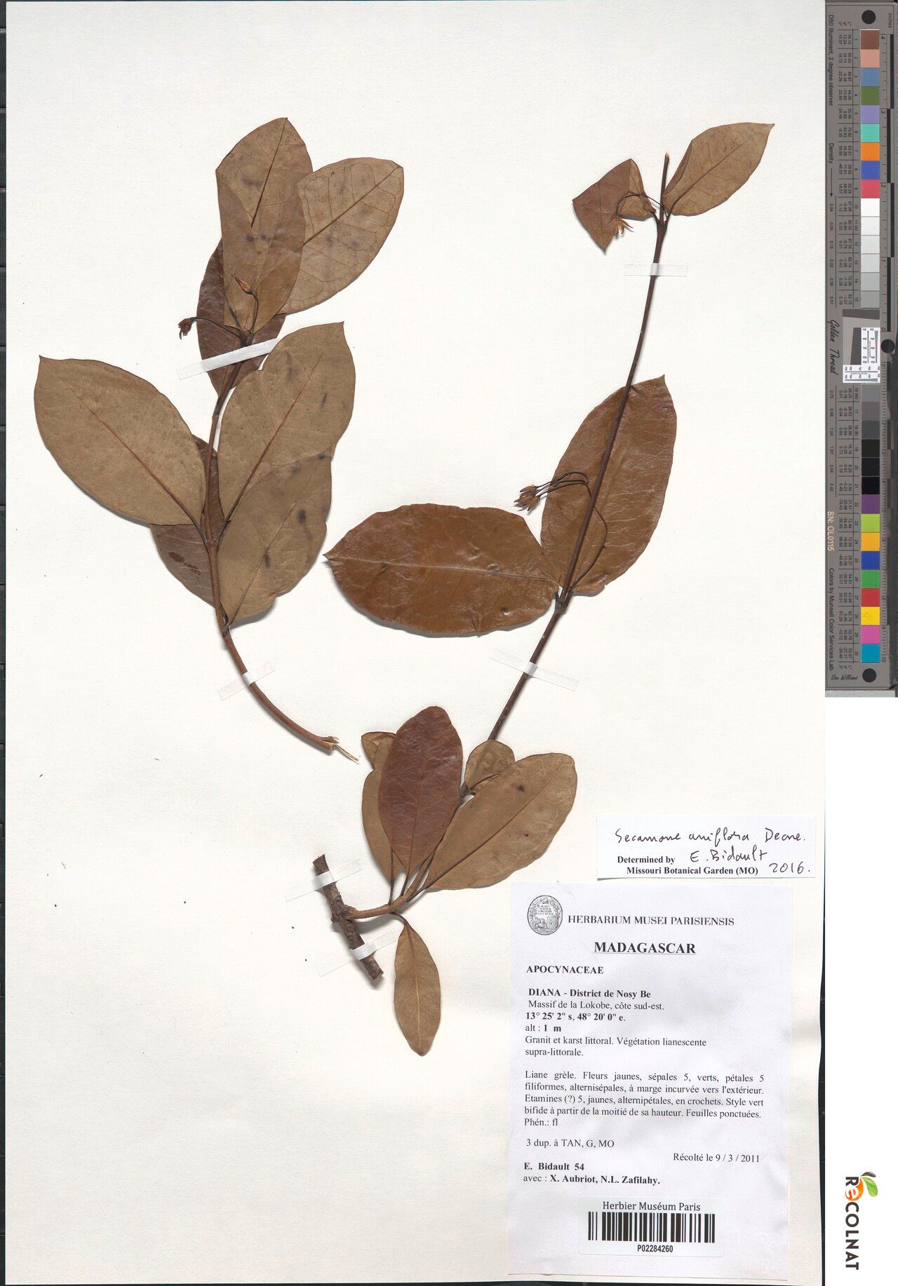 Secamone uniflora — houseplant care guide