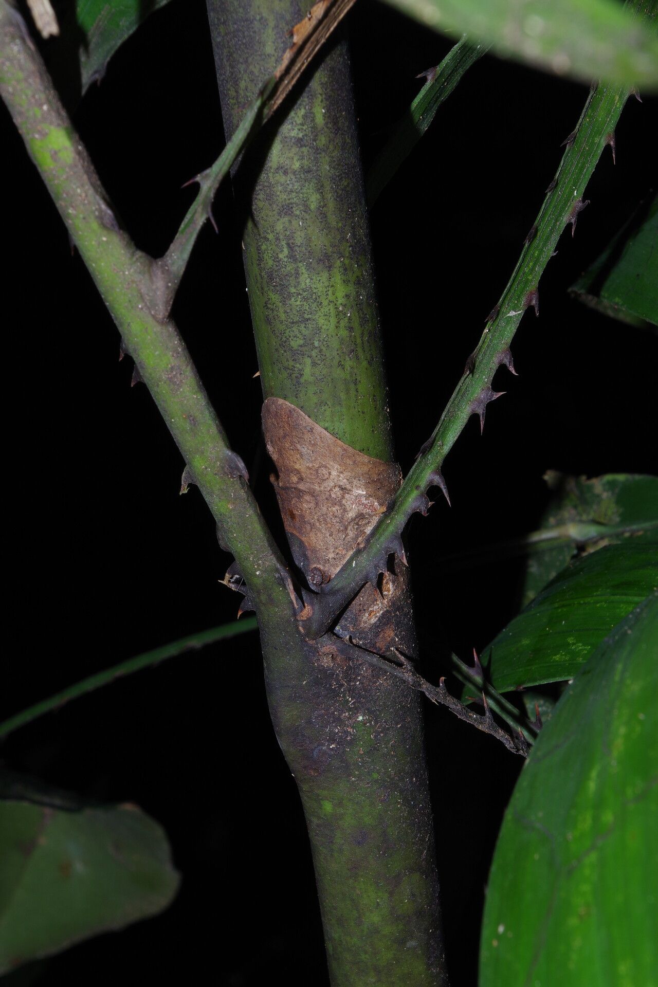 Eremospatha quinquecostulata bark