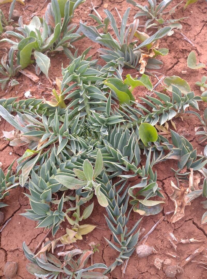 Carthamus pinnatus habit