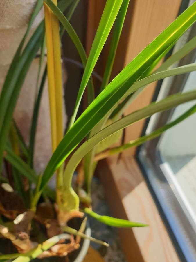 Coelogyne asperata — related species from the same genus