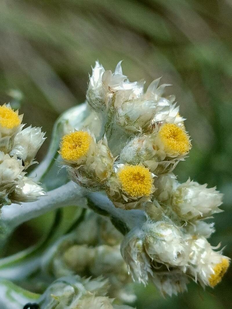 Helichrysum rugulosum flower