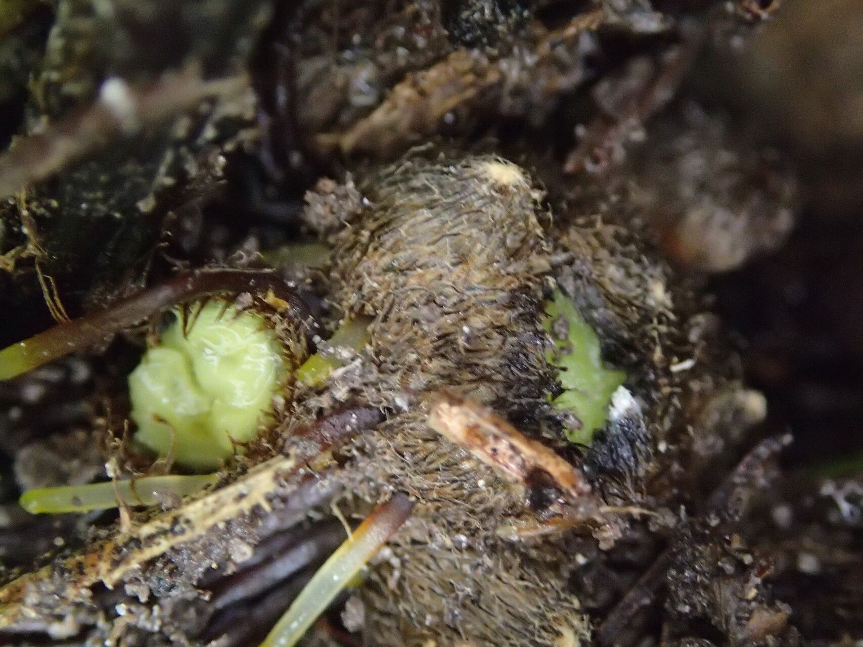 Pteris similis other