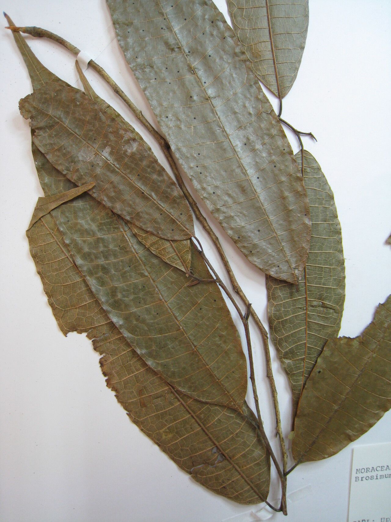 Brosimum lactescens other