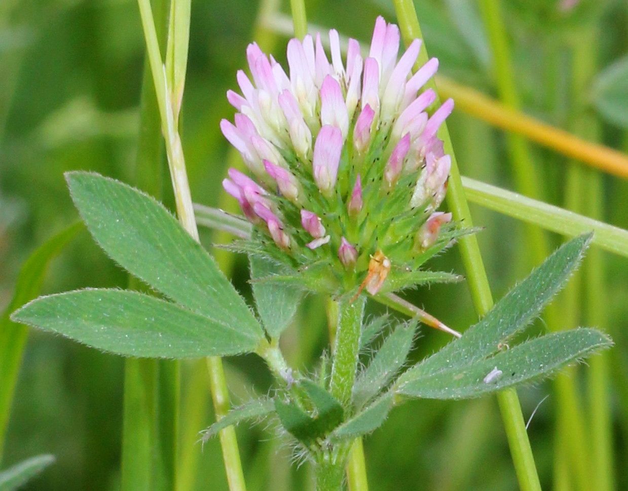 Trifolium squarrosum flower