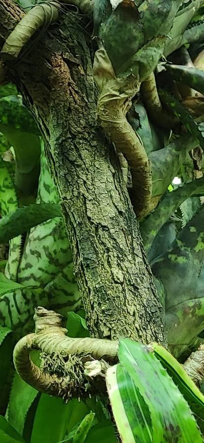 Aechmea orlandiana bark