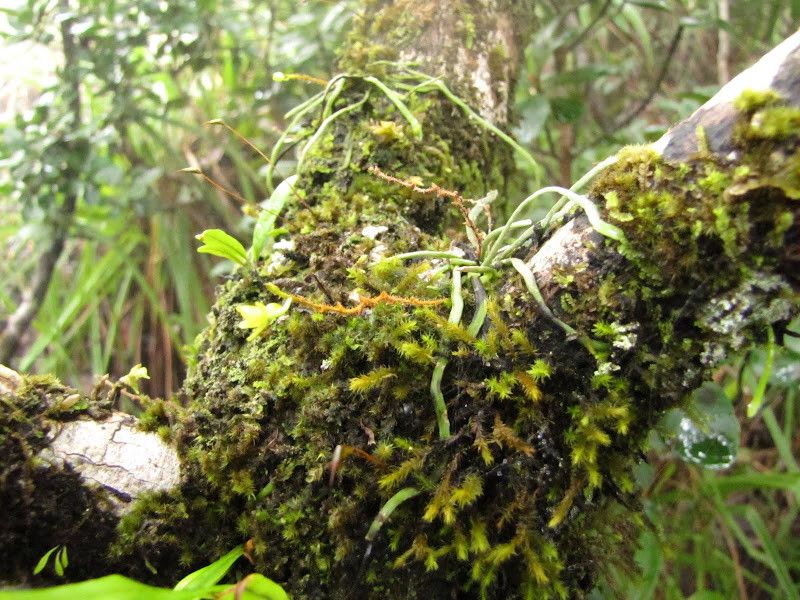 Taeniophyllum hirtum habit