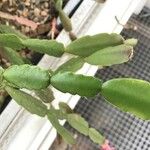 Schlumbergera bridgesii