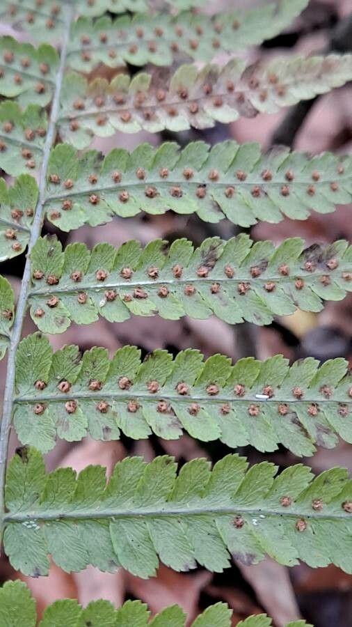 Dryopteris filix-mas leaf