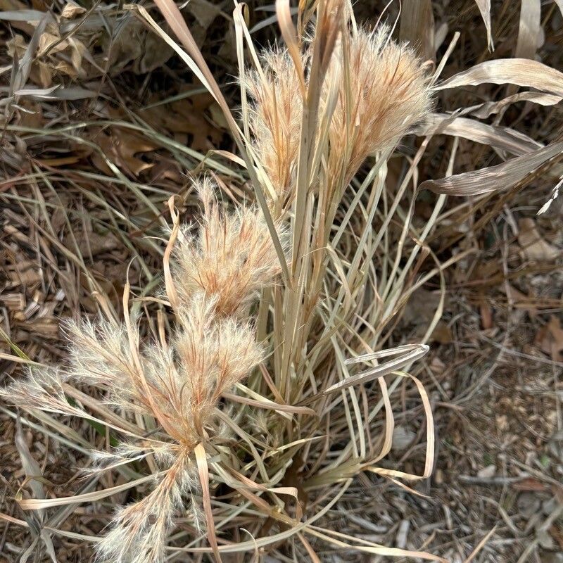 Andropogon glomeratus