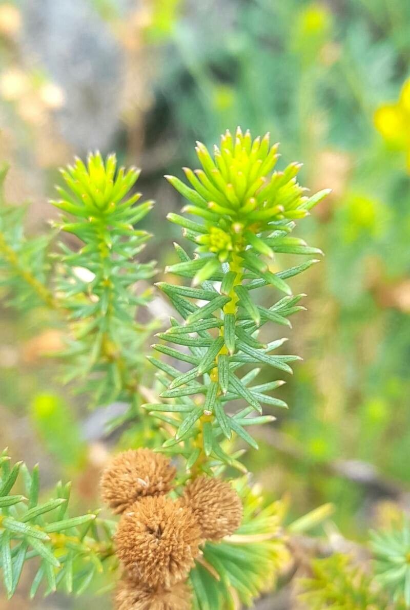 Baccharis aliena leaf
