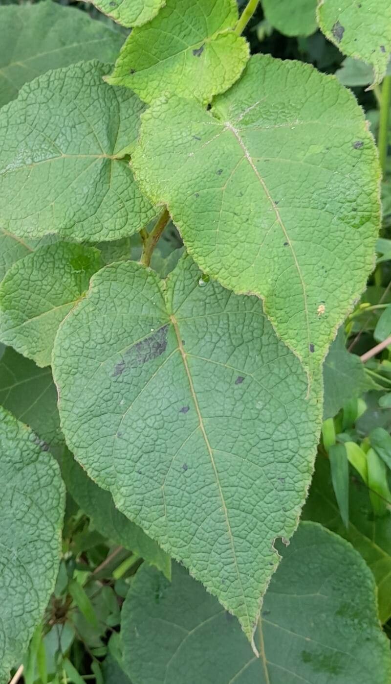 Solanum corymbiflorum — houseplant care guide