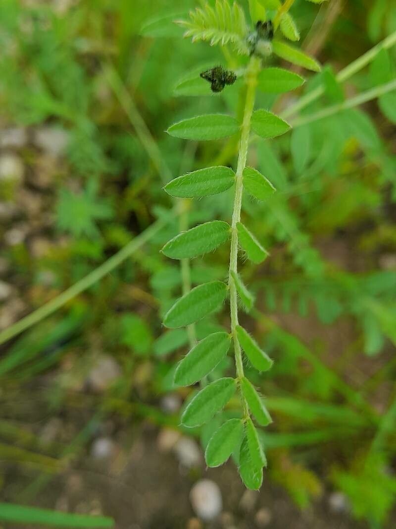 Astragalus asterias leaf