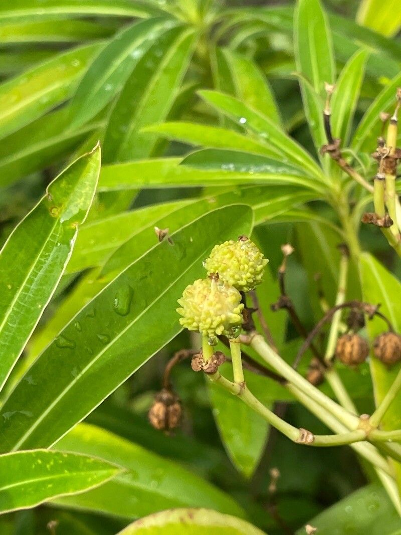 Euphorbia mellifera fruit