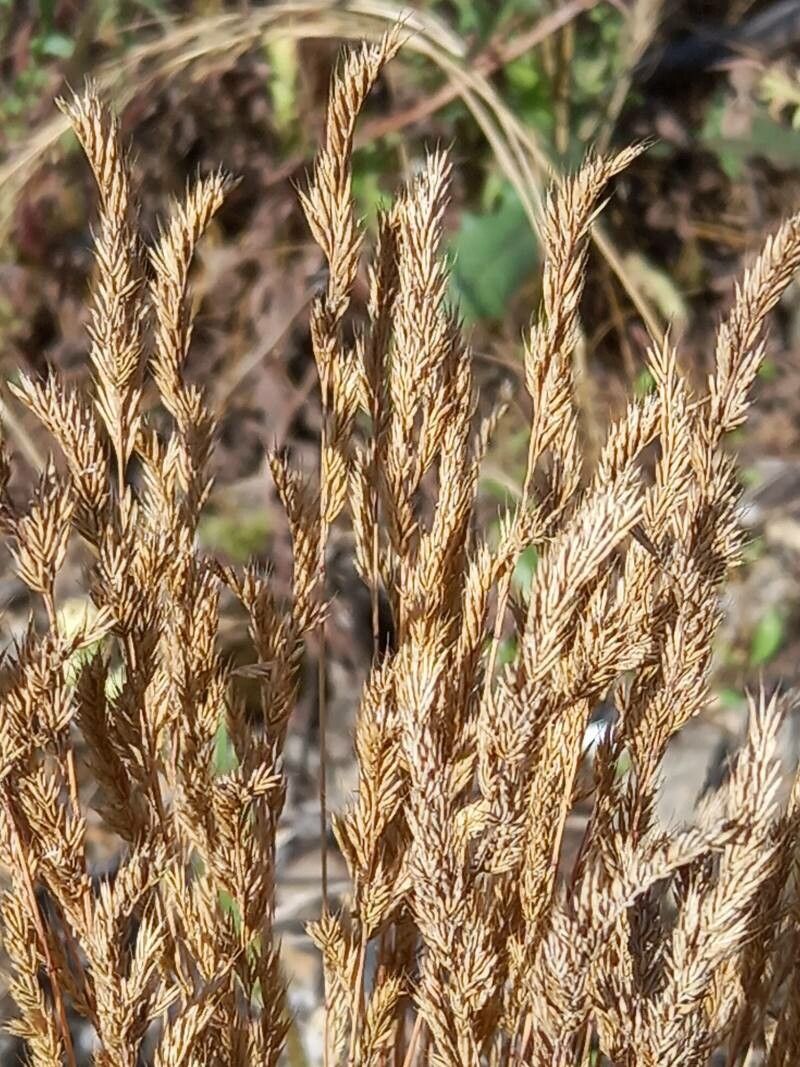 Festuca filiformis flower