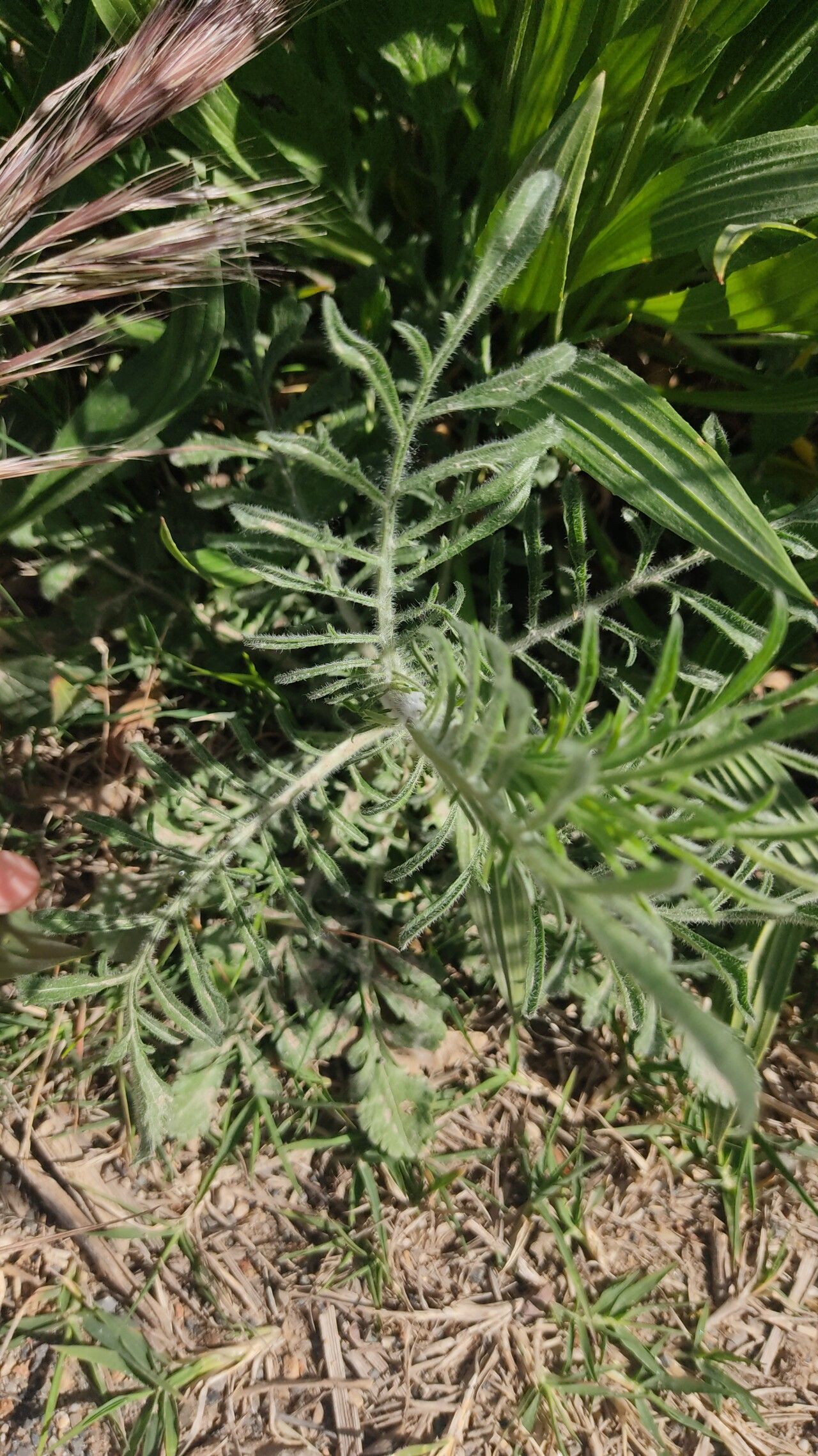Lomelosia argentea leaf
