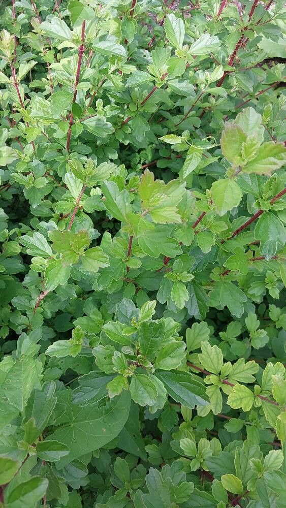 Viburnum foetidum — search result for 'Viburnum'