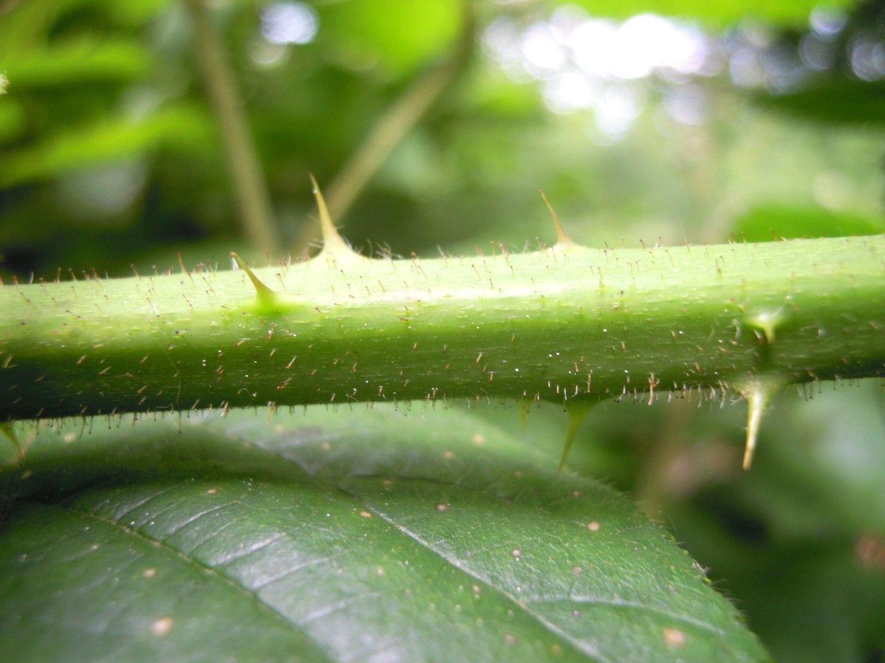 Rubus longithyrsiger bark