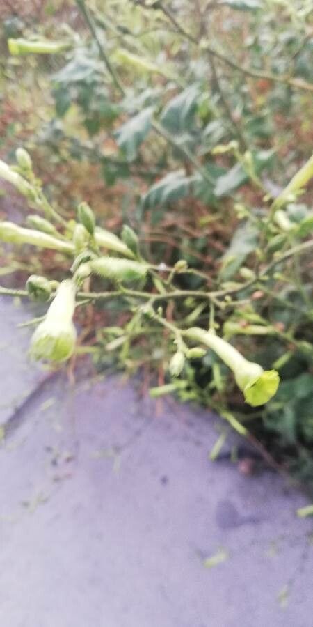 Nicotiana paniculata — search result for 'Nicotiana'