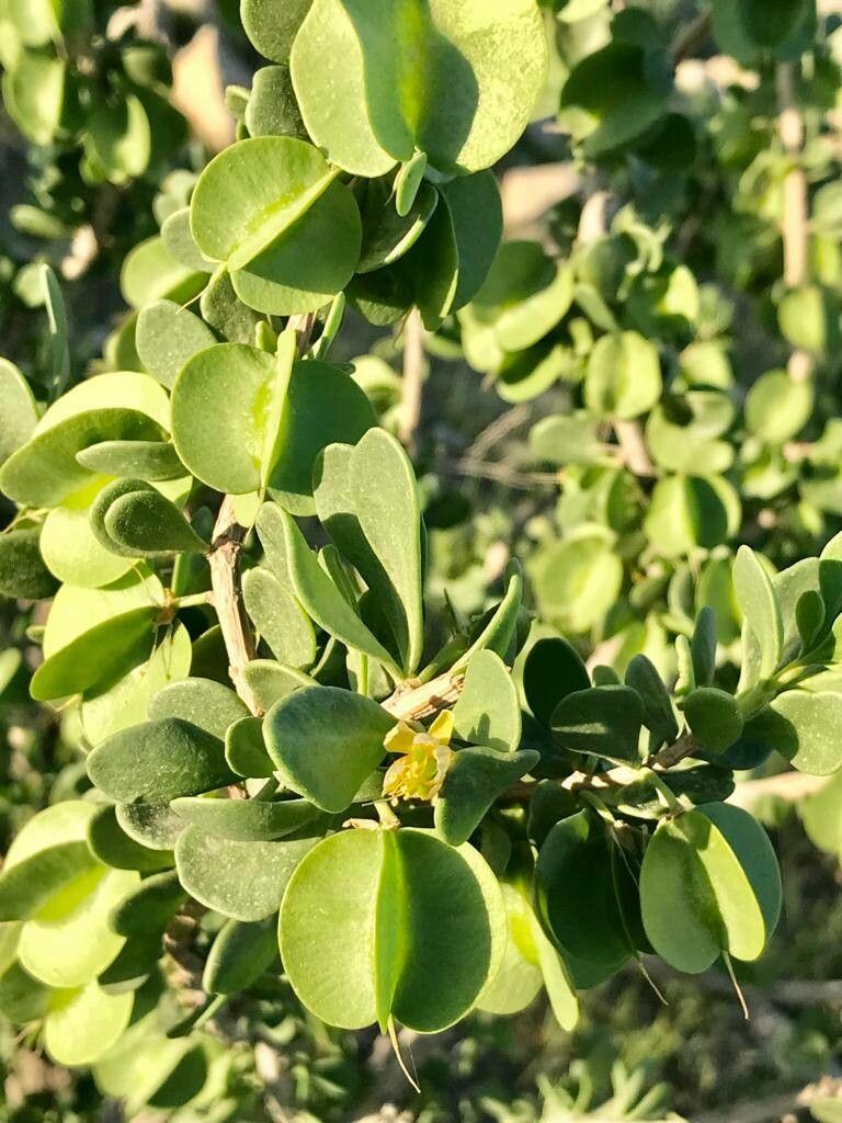 Zygophyllum atriplicoides fruit