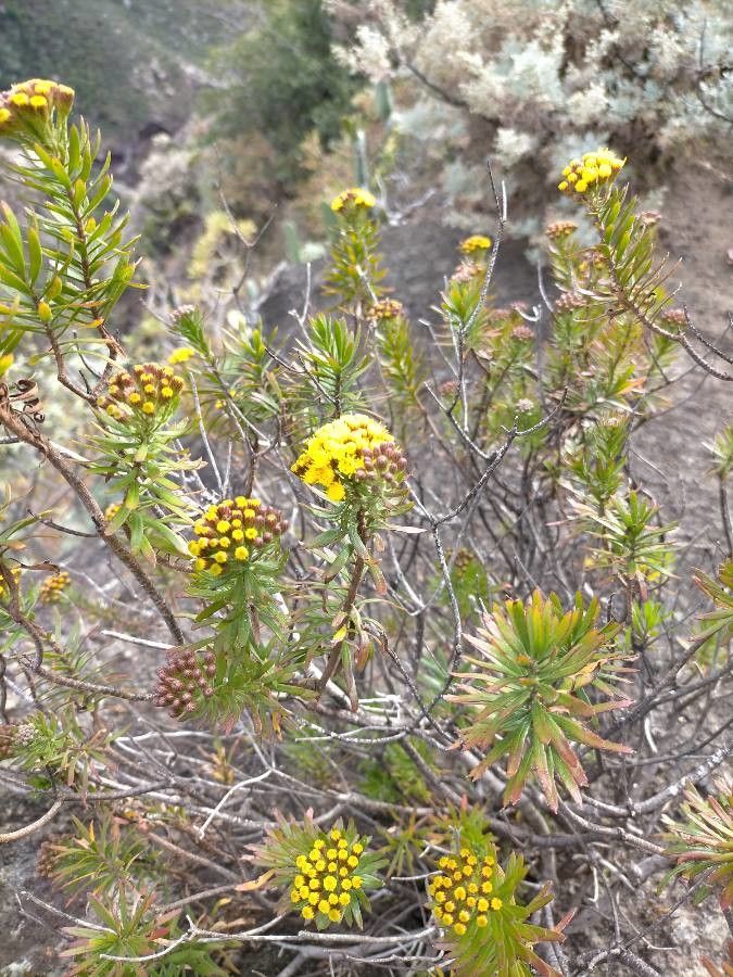 Allagopappus canariensis flower