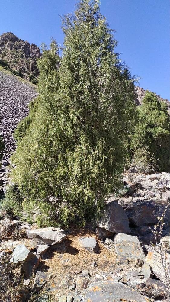 Juniperus seravschanica habit