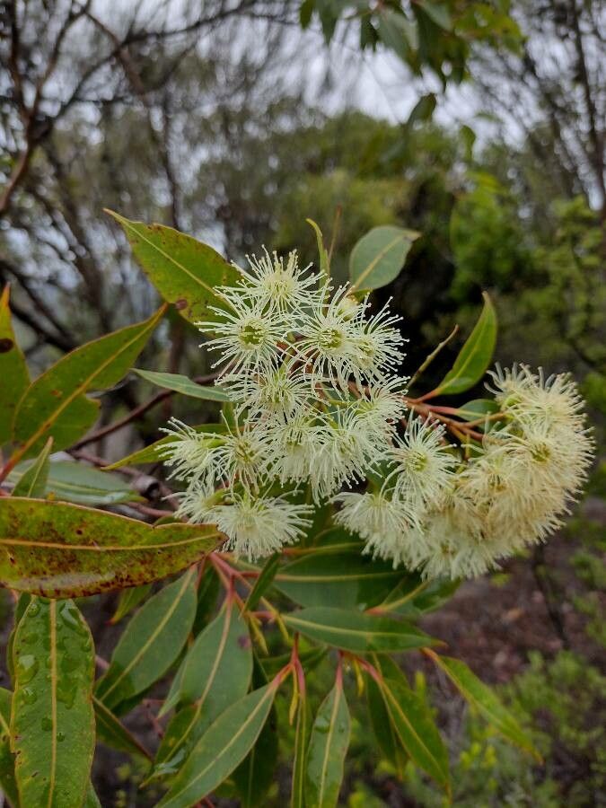 Corymbia gummifera flower