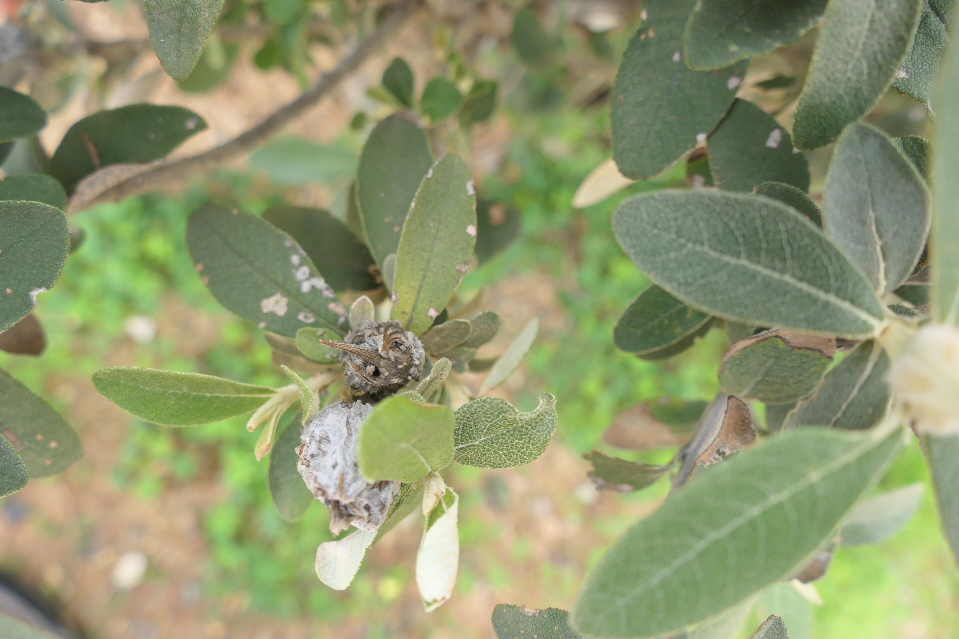 Tarchonanthus littoralis fruit