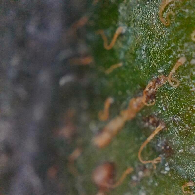 Begonia veitchii bark